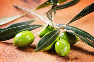 What is Olio Nuovo and why is it so desired?